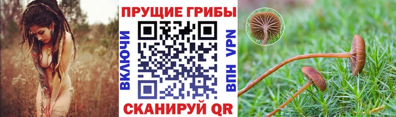 Псилоцибиновые грибы Cubensis  Сурск 